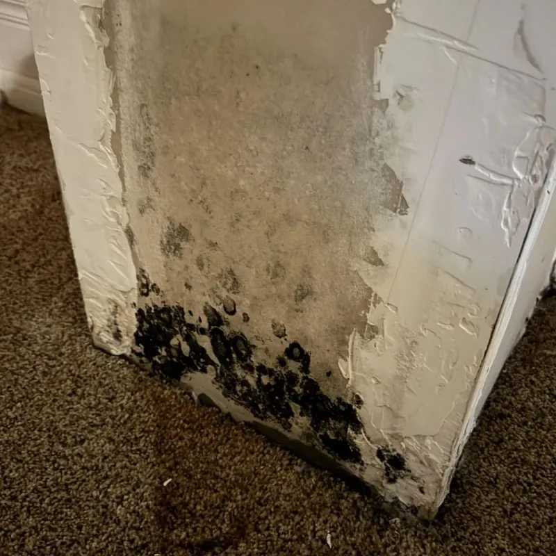 Professional Mold Removal in Dickinson County, IA